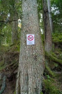 A tree in the forest with a prohibition sign showing a special rule for the protection of nature,