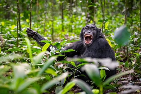 Aggression, chimpanzee (Pan Troglodytes) baring teeth, adult male between leaves in jungle, Kibale