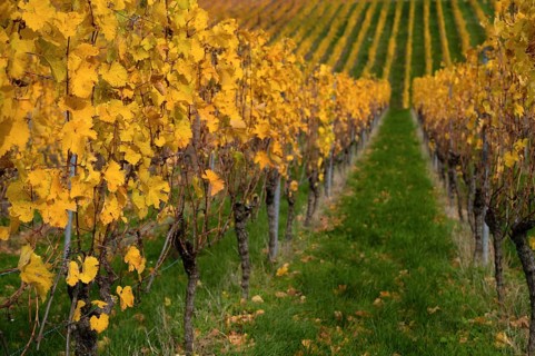 Vineyard, vines, grapevines, viticulture, graphic, Oberstenfeld, Bottwartal, Löwensteiner