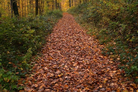 Autumn leaves on forest trail, Oberstenfeld, Bottwartal, Löwensteiner Mountains, autumn colors,