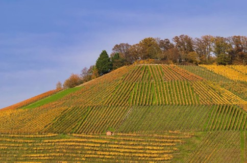 Vineyard, vines, vines, viticulture, autumn colors, autumn, autumn, graphic, Beilstein, Bottwartal,