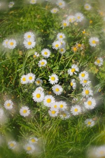Daisy (Bellis perennis) seen from above in a meadow with alienation, North Rhine-Westphalia,