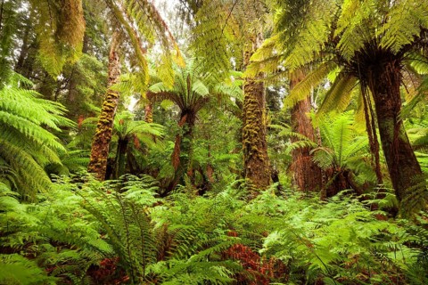 Typical rainforest with huge ferns, ancient trees and thick greenery along the Liffey Falls track