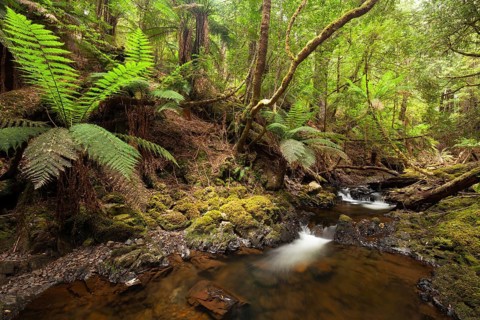Arthur River at Philosopher Falls in the deep green forest with myrtle trees and ferns in Tasmania