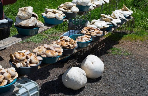 Various mushrooms in bowls on an open-air stall, two giant boviste (Calvatia gigantea) below,