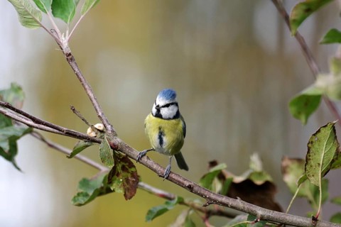 Blue tit (Cyanistes caeruleus), autumn, branch, apple tree, cute, colorful, bird feeding, The blue