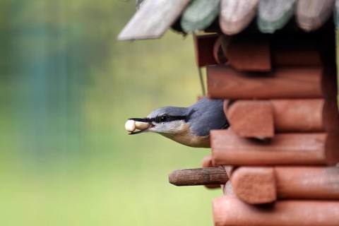 Nuthatch (Sitta europaea), birdhouse, birdseed, close-up, beak, autumn, Germany, The nuthatch