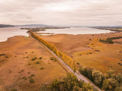 Landscape in autumn with a long road and orange tree rows, Lindau, Lake Constance, Germany