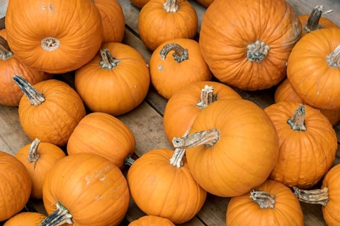 Large number of orange pumpkins stacked on wooden ground, North Rhine-Westphalia, Germany