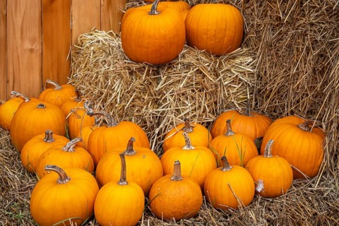Orange pumpkins arranged on straw bales in front of a wooden barn wall, North Rhine-Westphalia,