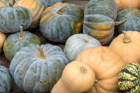 Various pumpkins in blue, yellow and orange arranged on a wooden table, North Rhine-Westphalia,