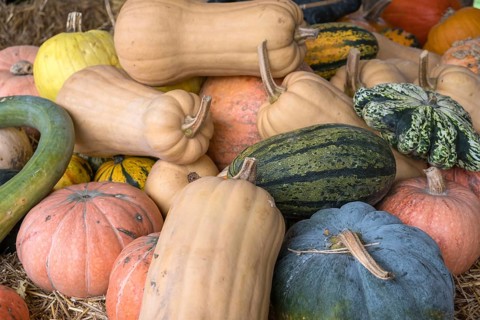 Different types of pumpkins on straw, North Rhine-Westphalia, Germany