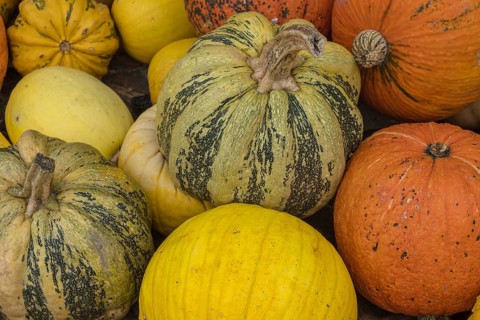Colourful pumpkins and ornamental pumpkins close together, autumnal and rustic, North