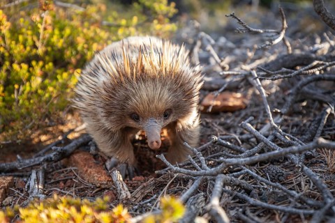 An echidna searches for food and rummages through the ground along the path at sunset. Warm light