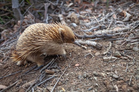 An echidna runs along the path at sunset. Warm light lies over rocks and the sea. Cape Raoul,