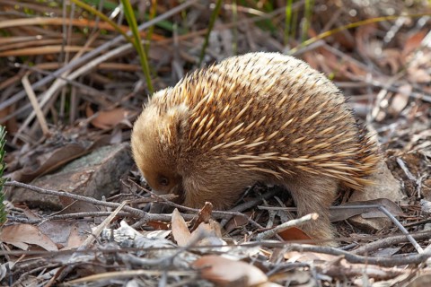 An ant hedgehog searches for food and rummages through the ground along the path at sunset. Warm