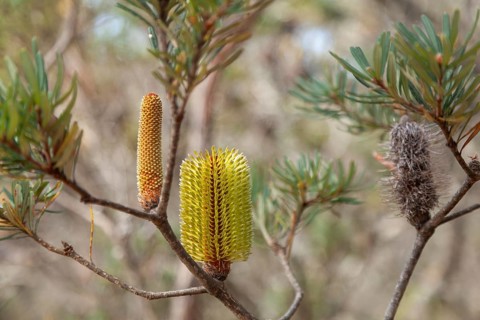 Australian Banksia between rocks and scrubland near Cape Raoul Tasmania