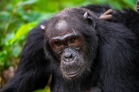 Chimpanzee (Pan Troglodytes), animal portrait, male grooming in the jungle, Kibale National Park,
