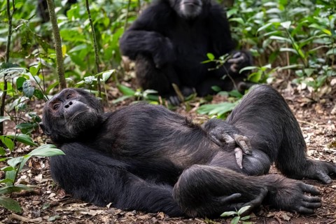 Adult male with hand on penis, chimpanzee (Pan Troglodytes), adult male lying funny in the jungle,