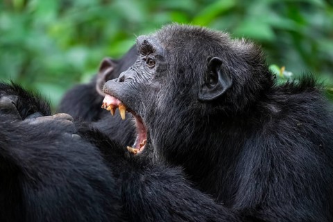 Chimpanzee (Pan Troglodytes), aggression, animal portrait, male grooming in the jungle, Kibale