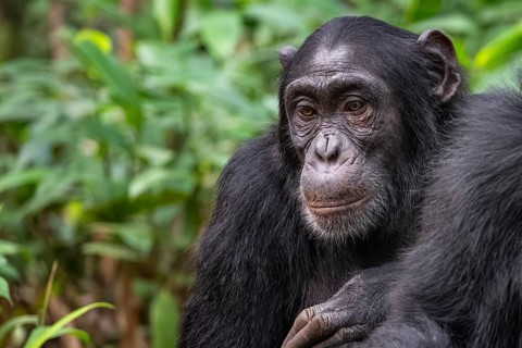 Chimpanzee (Pan Troglodytes), sad animal portrait, male in jungle, Kibale National Park, Uganda