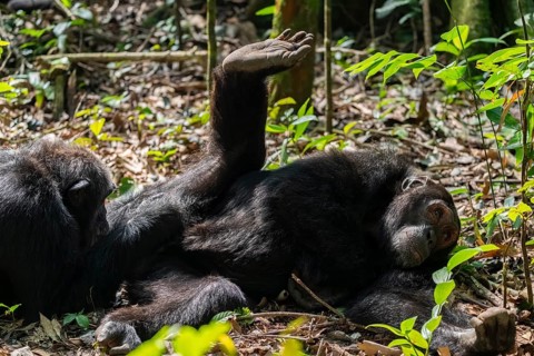 Chimpanzee (Pan Troglodytes) sticks foot in the air, male defrosting, grooming in the jungle,