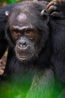 Chimpanzee (Pan Troglodytes), animal portrait, male grooming in the jungle, Kibale National Park,