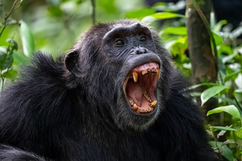 Beautiful animal portrait, chimpanzee (Pan Troglodytes), adult male baring teeth, aggression in the