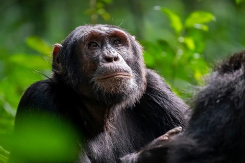 Beautiful animal portrait, chimpanzee (Pan Troglodytes), adult male in jungle, Kibale National