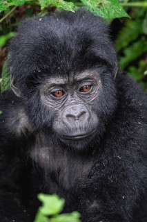 Mountain gorilla (Gorilla beringei beringei), young animal portrait, Bwindi Impenetrable Forest,
