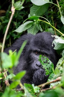 Mountain gorilla (Gorilla beringei beringei), between leaves, animal portrait, Bwindi Impenetrable