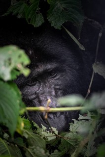 Mountain gorilla (Gorilla beringei beringei), Silverback, between leaves, animal portrait, Bwindi