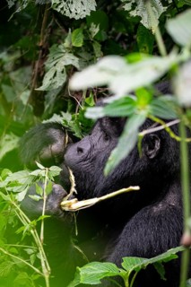 Mountain gorilla (Gorilla beringei beringei), eating leaves, animal portrait, Bwindi Impenetrable