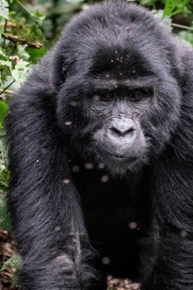 Mountain gorilla (Gorilla beringei beringei), gorilla running among leaves, animal portrait, Bwindi
