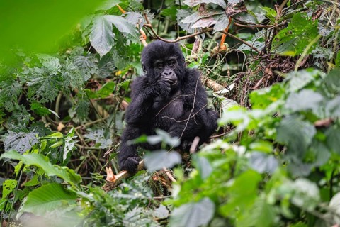 Mountain gorilla (Gorilla beringei beringei), juvenile, eats leaves, Bwindi Impenetrable Forest,