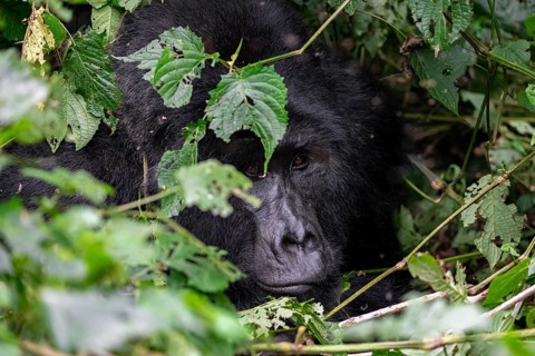 Mountain gorilla (Gorilla beringei beringei), Silverback, between leaves, animal portrait, Bwindi