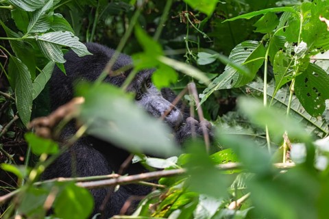 Mountain gorilla (Gorilla beringei beringei), Silverback, in thick vegetation, Bwindi Impenetrable