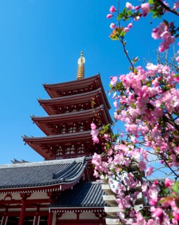 Cherry blossoms and five-story pagoda of Sensoji, Buddhist temple complex, Senso-ji temple,