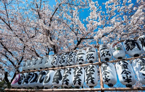 Blooming cherry trees and lanterns with Japanese characters, Buddhist temple complex, Senso-ji