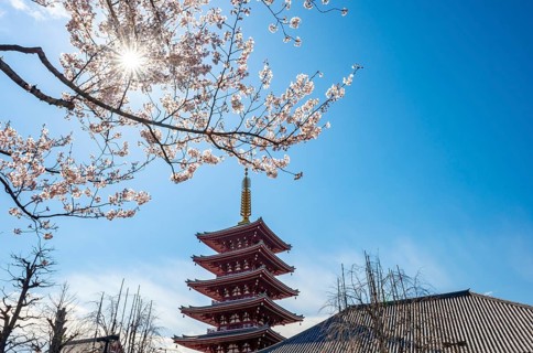 Blooming cherry trees with sun star, five-story pagoda, Buddhist temple complex, Asakusa shrine or