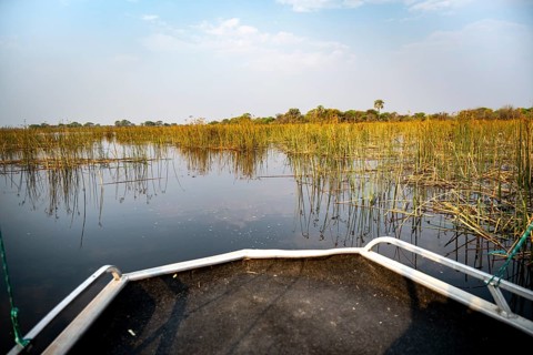 Boat rides through grassy river landscape, Thamalakane River, Okavango Delta, Botswana