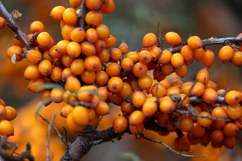 Ripe sea buckthorn fruits (Hippophae rhamnoides) on a bush, Darß, Mecklenburg-Western Pomerania,