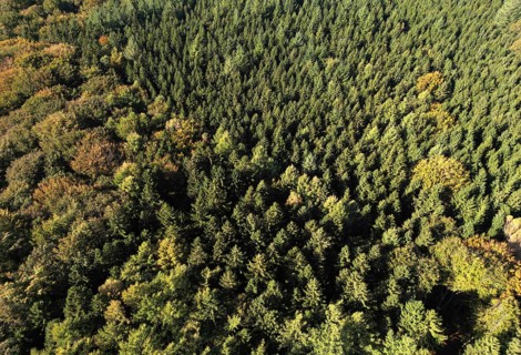 Aerial view, drone view of a mixed forest in the Harz Mountains, Saxony-Anhalt, Germany