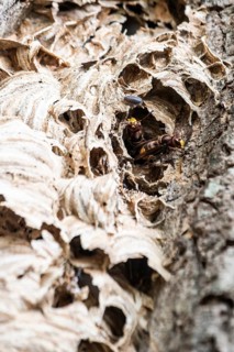 Hornissen (Vespa crabro), Emsland, Lower Saxony, Germany