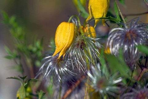 Gold Clematis (Clematis tangutica), Ahrenhoop, Darß, Mecklenburg-Western Pomerania, Germany