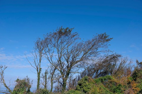 Sloping trees, so-called wind escapes on the Baltic Sea, Ahrenshopp, Darß, Mecklenburg-Western