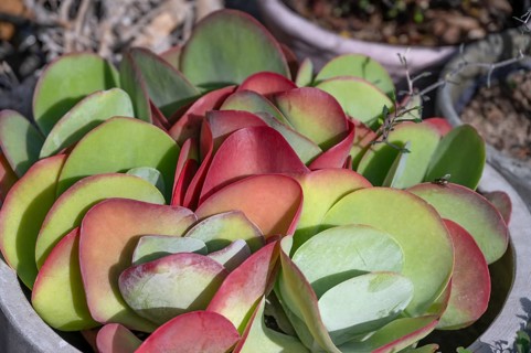 Leaves of the fat hen (Sedum), Bavaria, Germany