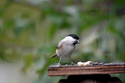 Swamp tit (Poecile palustris), bird food, autumn, garden, Germany, bird feeding in songbirds, the