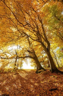 Bright autumn forest with large trees along a sunny hiking trail. Golden leaves cover the ground,