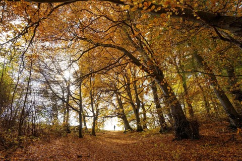 Woman is standing by the way. Bright autumn forest with large trees along a sunny hiking trail.